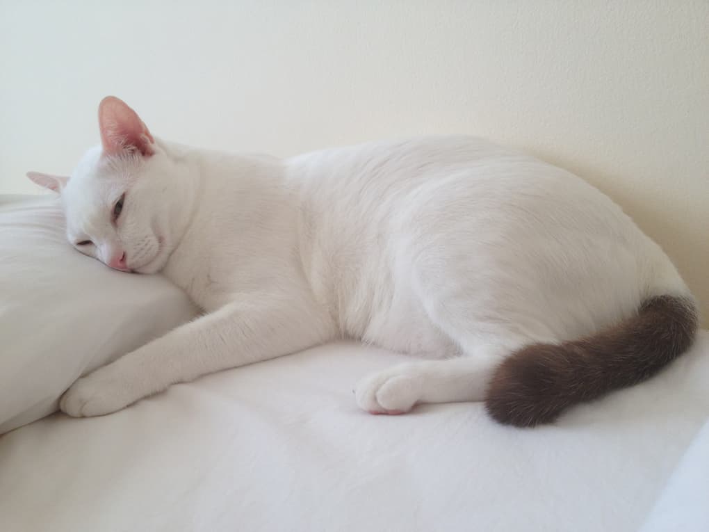 横たわる猫