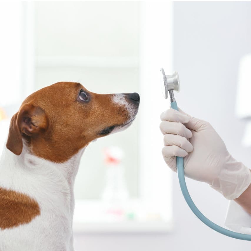 犬と聴診器