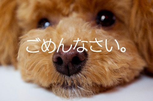 ごめんなさい