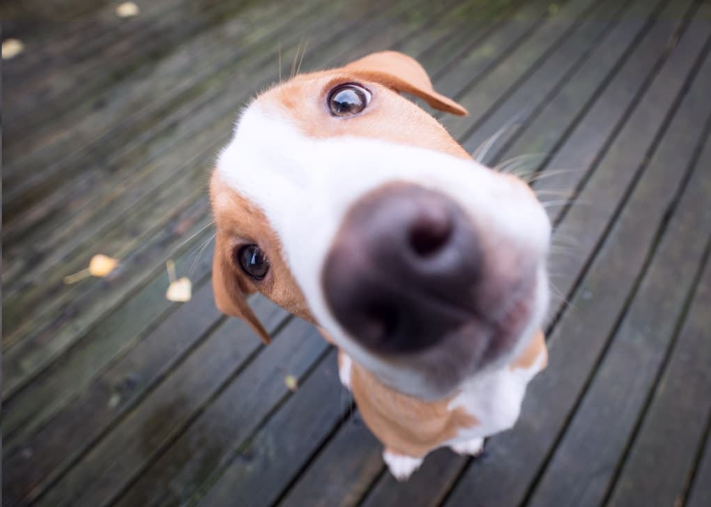 腹腔鏡下潜在精巣摘出術 Info クウ動物病院 動物内視鏡医療センター 腹腔鏡下潜在精巣摘出術 Info クウ動物病院 動物内視鏡医療センター