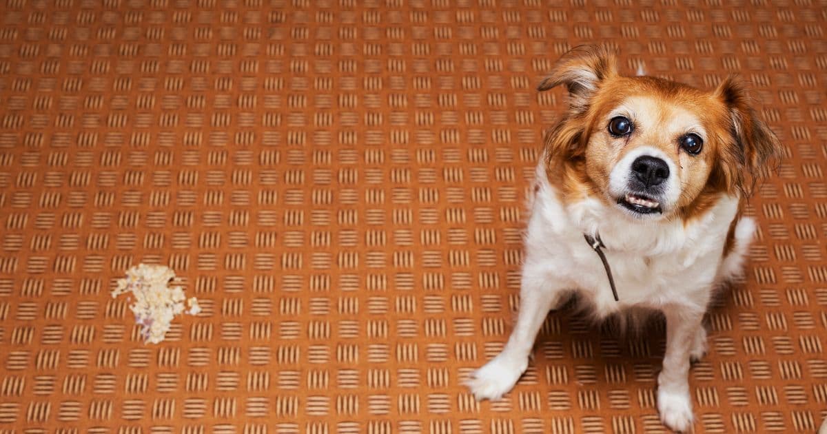 嘔吐する犬
