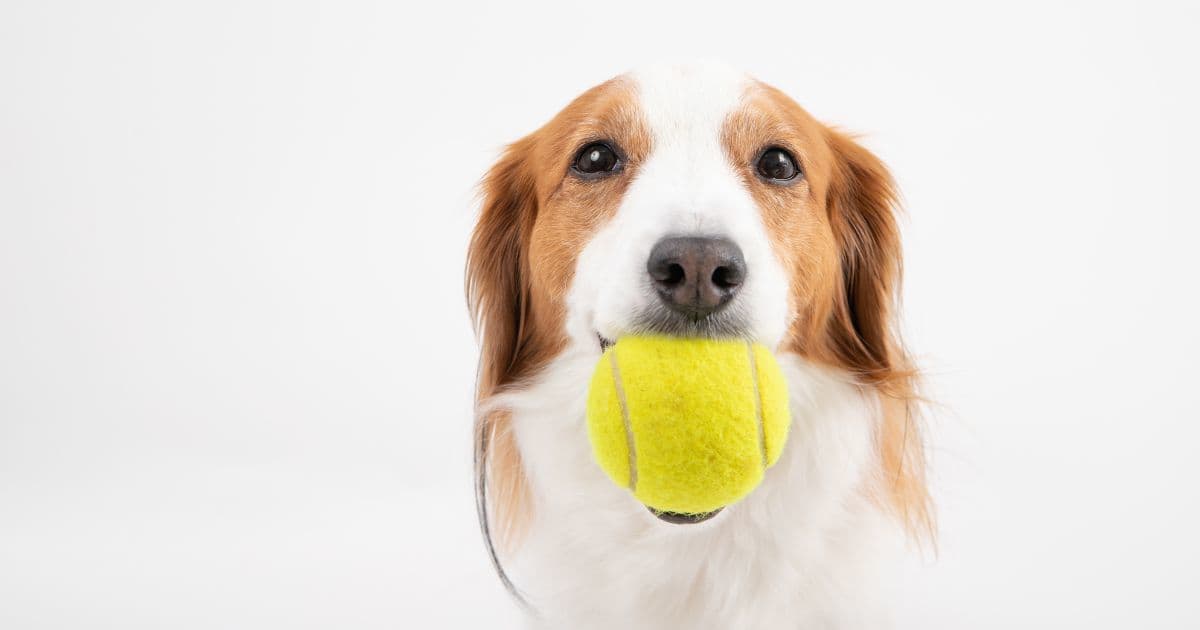ボールを加える犬