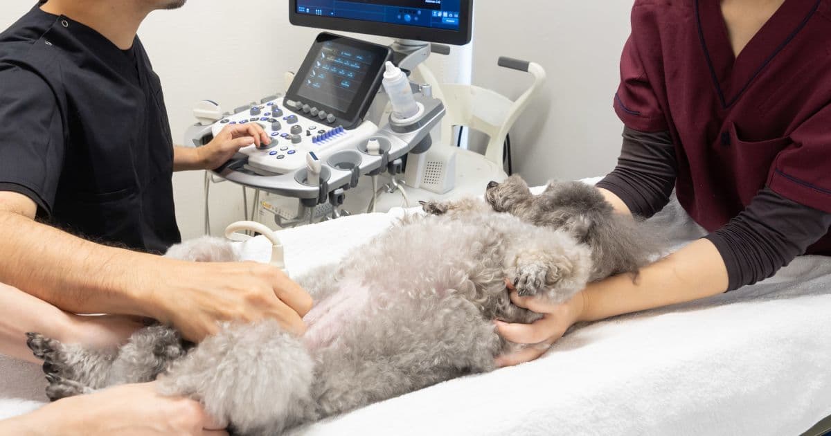 腹部超音波検査を受けている犬の写真