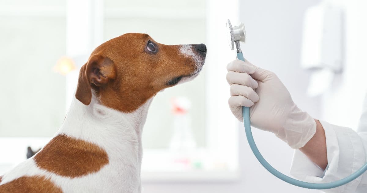 聴診器をうける犬