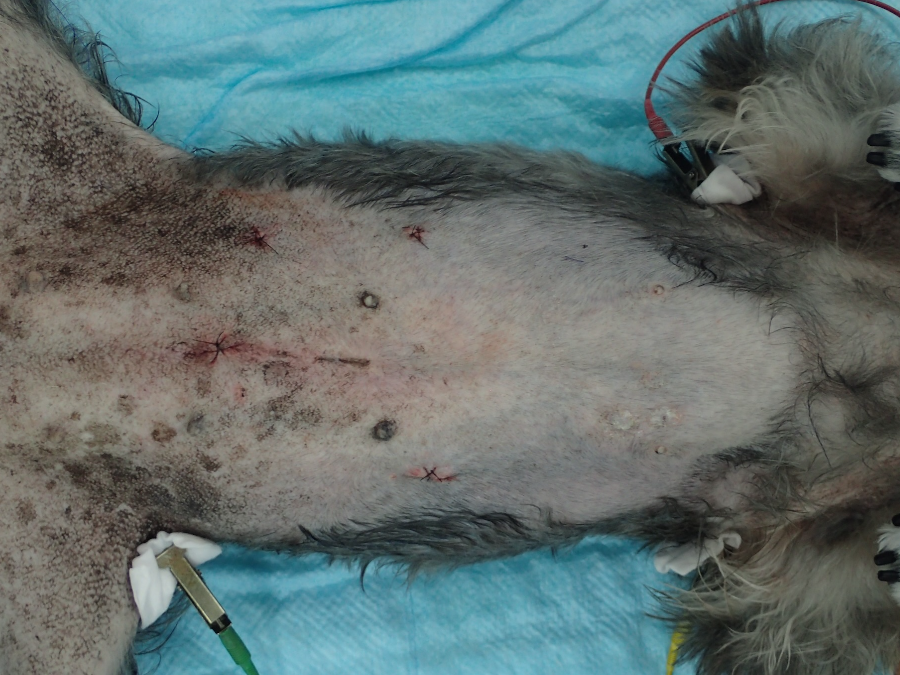 犬の腹腔鏡手術による傷