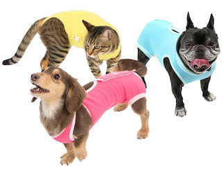 術後に着用するエリザベスウェア(術後服)をつけた犬と猫