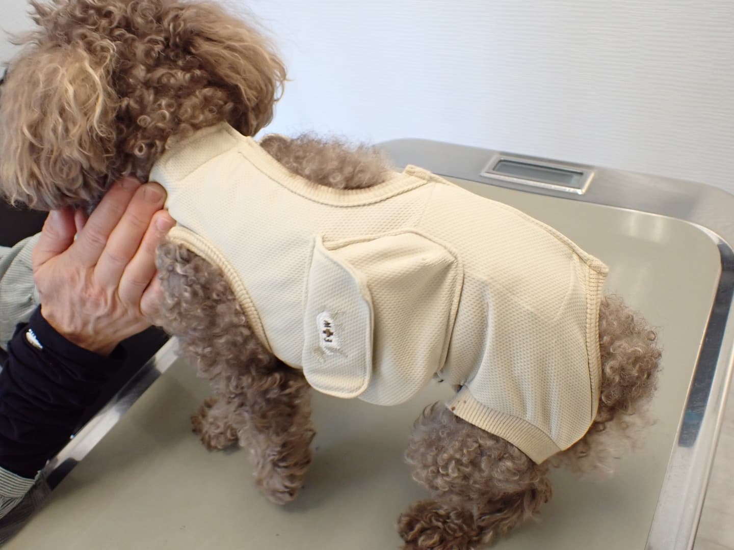 胃の手術後に胃ろうチューブを留置した犬。専用の術後服を着ており、脇腹のフラップの内側がチューブを収めるポケットになっている