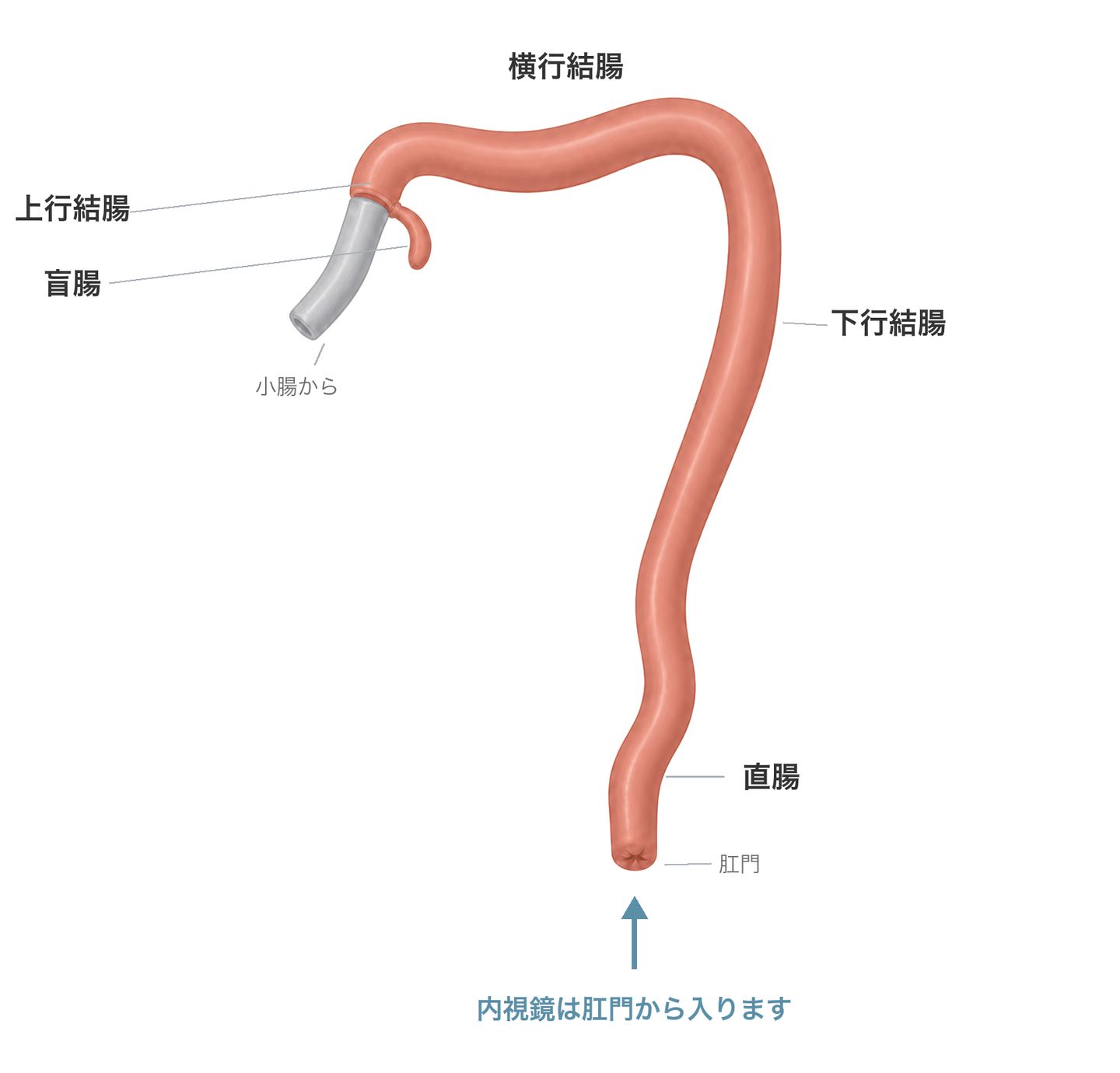 猫の大腸の図。小腸から続いて盲腸・上行結腸・横行結腸・下行結腸・直腸・肛門と並び、内視鏡は肛門から入る