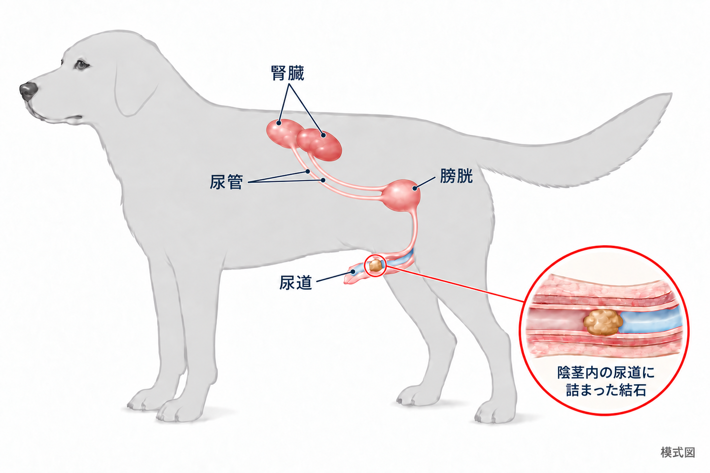 犬の尿路(腎臓・尿管・膀胱・尿道)と結石が詰まる場所を示す模式図