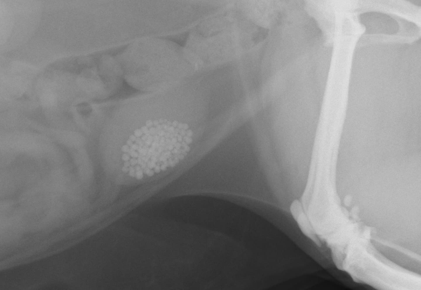 猫の腹部レントゲン、膀胱内に多数の小さな結石が確認できる画像